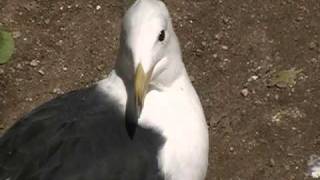 Kelp Gull with sight impairment