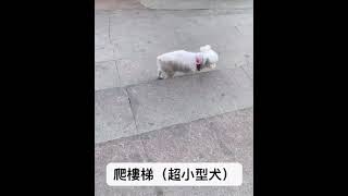 馬爾濟斯爬樓梯