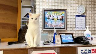 40 Cats!? Staying at Japan’s Amazing Cat Hotel with a Stunning Hot Spring🐈🏨