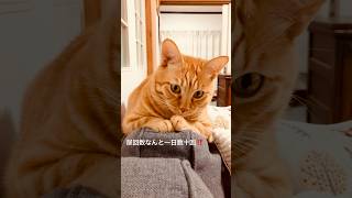 ギンちゃん膀胱炎になる🐈💦「お医者さんに診てもらったニャン」🏥😿 #保護猫 #orangecat #cutecat #cat #子猫 #茶トラ猫