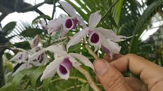 Review dendrobium anosmum var hutonii. anggrek harum permen karet.