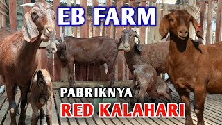 BIBIT RED KALAHARI DI IMPORT DARI LUAR NEGERI LANGSUNG || RED BOER