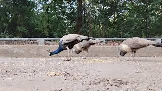 peacocks and peahens feeding together #ksanimal #birds #peacock