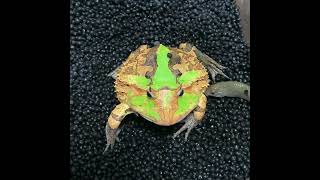 魚が暴れる　アマゾンツノガエル　Surinam Horned frog　Ceratophrys cornuta　#shorts #shortsvideo