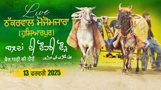 🔴[LIVE] Thakkarwal Maujomazara (Hoshiarpur) Ox Races 13 Feb 2025