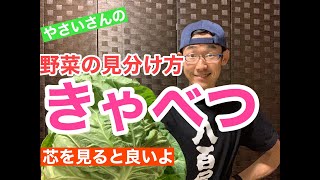 野菜の目利きシリーズ【キャベツ】