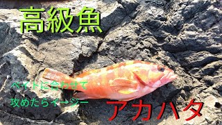 【高級魚】これからがシーズンのロックフィッシュ狙ってみた【アカハタ】