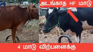 29 மே, 2023 || 4 மாடு விற்பனைக்கு || அடங்காத HF மாடு விற்பனைக்கு || #radhakrishnanfarms