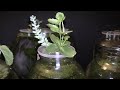 How to Grow Kalanchoe in Water