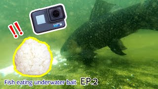 GoPro ปลากินเหยื่อ ข้าวเหนียวก้อนใหญ่ใต้น้ำ / Fish eating underwater bait  EP.2