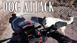 Attacked By Dog While Riding In Backcountry