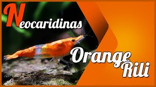 GAMBAS NEOCARIDINA 🦐 ORANGE RILI. SELECCION