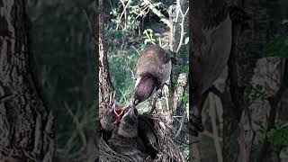 Bulbul bird feeding two babies (p3)#viral #shorts #short #trending #shortvideo