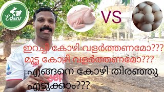 Hen farming/ഇറച്ചി കോഴി വളർത്തൽ /മുട്ട കോഴി valarthal(EDENS MULTI FARM NEYYATTINKARA(9400108473)