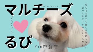 いぬカフェRio鎌倉店　るびちゃん特集‼️