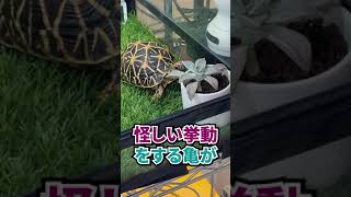 やんちゃなリクガメのおうちに『多肉植物』を植えてみると...