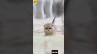 Before \u0026 After Animals Growing Up. Amazing Animal Transformation 💥 #short #tiktok #animals