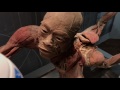 real bodies museum exhibit review warning real preserved human specimens in video