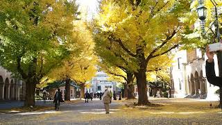 秋の散歩　イチョウの紅葉を楽しむ　東京大学本郷キャンパス　２０１７．１１．２１