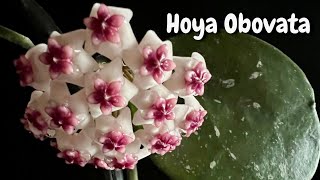 Hoya Obovata First Bloom And Care