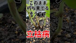 バジル立枯病　このまま朽ち果てるそうです