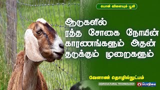 ஆடுகளில் ரத்த சோகை நோயின் காரணங்களும் அதன் தடுக்கும் முறைகளும் | AgriculturalTechnology