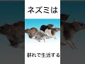 ネズミの雑学