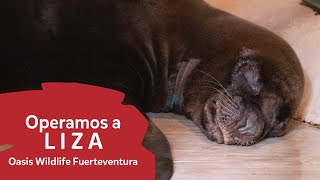 Operamos a LIZA, el león marino | Oasis Wildlife Fuerteventura