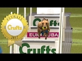 Is This The Fastest Flyball Dog at Crufts Ever?