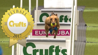 Is This The Fastest Flyball Dog at Crufts Ever?