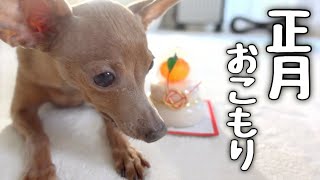 ダラダラ寝正月！？初ちゅーるのお年玉に大興奮の犬と猫がかわいすぎ！（ミニピン）