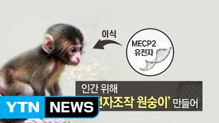 중국의 과학자, 인간 자폐증 연구 위해 '유전자조작 원숭이' 만들어 / YTN