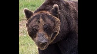 70 Minutes of The Best Bear Attacks Marathon