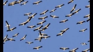 Migrating White Pelican