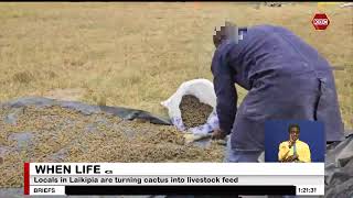 Locals in Laikipia are turning cactus into livestock feed