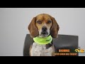 brownie our asphalt expert beagle at go pave utah