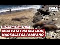 Sanhi ng bird flu? Mga patay na sea lion, nagkalat sa pampang | GMA News Feed