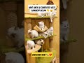 how cutes cat 😘🐾 if you like this video comment below 👇 cat catlover funnycats shorts