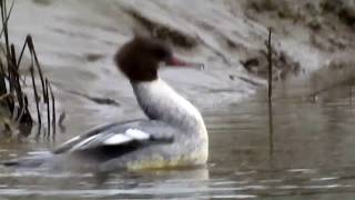 Goosander female