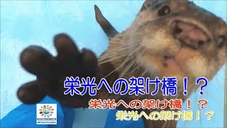 【カワウソ】栄光の架け橋(^^)/（伊勢シーパラダイス／水族館）