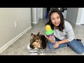 Testing TOP Rated Dog Puzzle Toy  3 Dogs Review Bob-A-Lot Interactive Toy