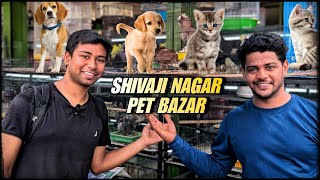 Bangalore shivajinagar pet market all varieties of animals available full detail video