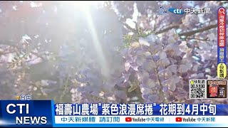 【每日必看】浪漫滿分! 福壽山紫藤花怒放 古坑下起\