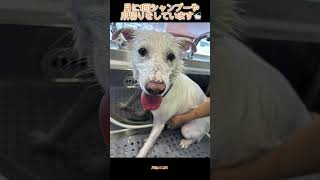 かごめちゃんの日常　：　里親募集中のワンコ #Shorts #保護犬 #里親募集  #里親 #殺処分 #ワンコ #犬 #雑種 #譲渡 #動物愛護 #保護 #かわいい #dog #ピースワンコ