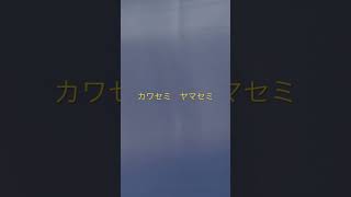 カワセミ　ヤマセミ　漢字難しいけど