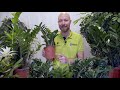 5 quick tips zamioculcas zamiifolia zz plant