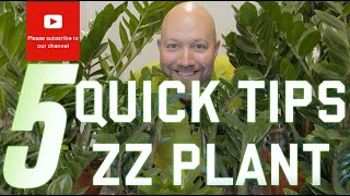 5 quick tips Zamioculcas zamiifolia ZZ plant
