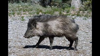 25 fascinating facts about the enigmatic Chacoan Peccary