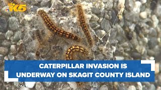 'I have never seen anything like this': Caterpillar invasion is underway on Skagit County island