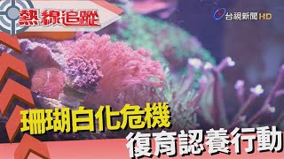 熱線追蹤-結合科技 復育珊瑚株